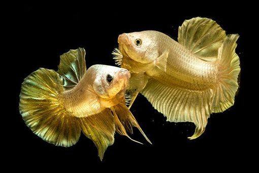 bsports必一_世嘉MD Mini主机新增10款预装游戏(图3) bsport必一运动