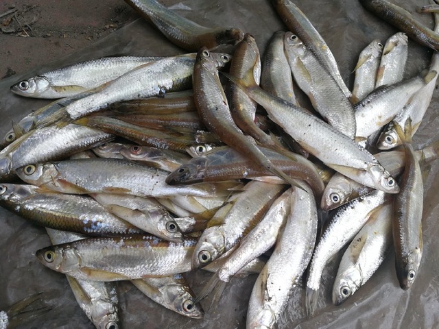 ‘必一·体育’哥伦乙(附): 利昂内斯 VS 巴瑞库拉终场小球比分0:1(图4) bsport必一运动